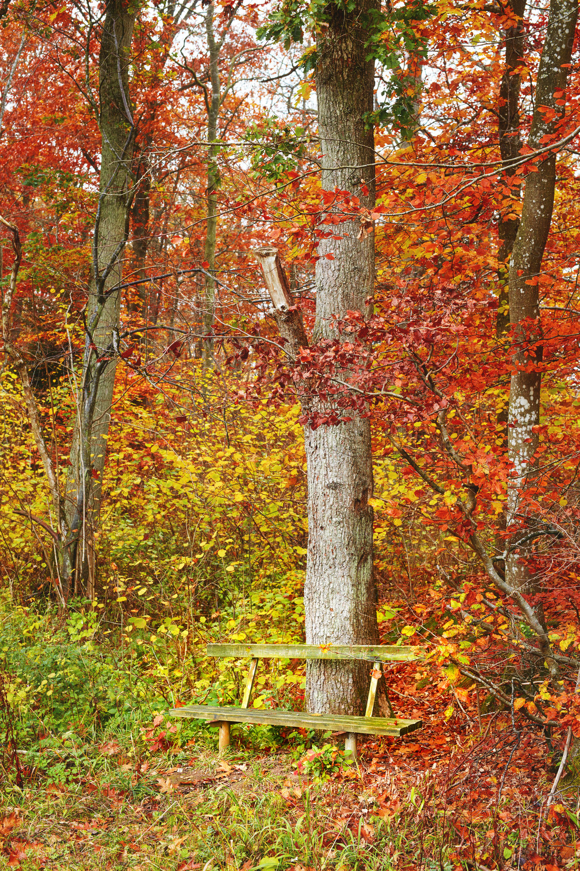 Buy stock photo Autumn, forest and nature with countryside as background, texture or wallpaper for decor. Holiday, vacation and travel in meadow, woods and outdoor for landscape, peace or calm on adventure in Canada