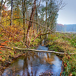 Forest dressed in the colors of autumn