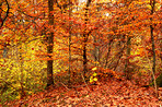 Forest dressed in the colors of autumn