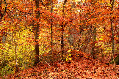 Buy stock photo The forest in the colors of autumn