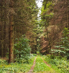 Forest dressed in the colors of autumn