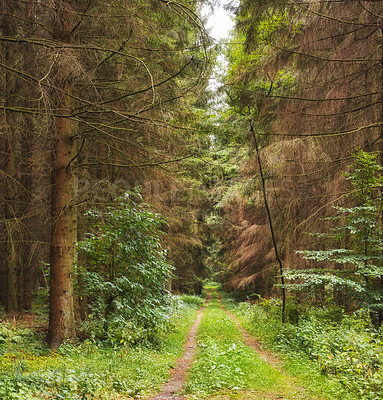 Buy stock photo The forest in the colors of autumn