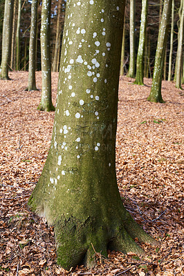 Buy stock photo A photo of a small bridge in the forest