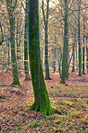 Forest dressed in the colors of autumn