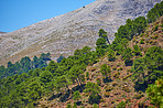 Ronda - the ancient city of Ronda, Andalusia