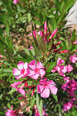 Buy stock photo Wild flowers, nature and wallpaper in spring or blossom with bright, color and display in season or garden. Morning, earth and nerium oleander as botany, bloom or plants for landscaping as background