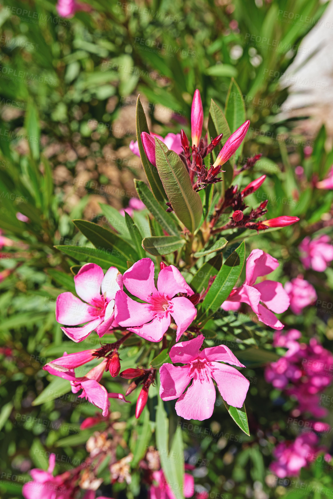 Buy stock photo Wild flowers, nature and wallpaper in spring or blossom with bright, color and display in season or garden. Morning, earth and nerium oleander as botany, bloom or plants for landscaping as background