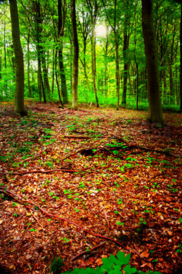 Buy stock photo Environment, leaves and trees of forest in autumn for conservation, ecology or sustainability. Background, green and wallpaper with orange woods in fall for eco friendly scenery, growth or season