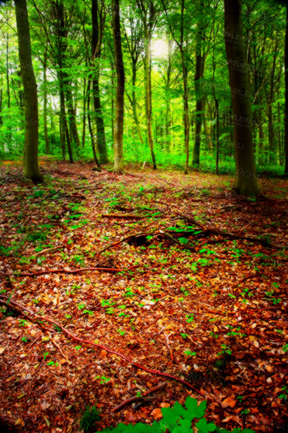 Buy stock photo Environment, leaves and trees of forest in autumn for conservation, ecology or sustainability. Background, green and wallpaper with orange woods in fall for eco friendly scenery, growth or season