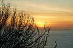 Autumn by the sea - tree in front