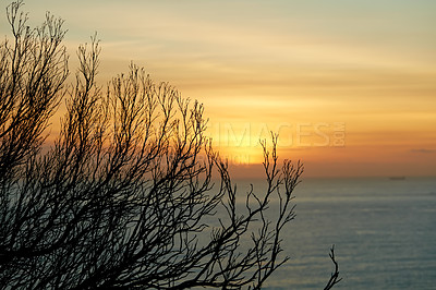 Buy stock photo Tree, sky and sea with sunset on horizon for holiday, summer vacation or travel to Maldives. Ocean water, woods and sunrise in nature outdoor for adventure, peace and calm environment on background