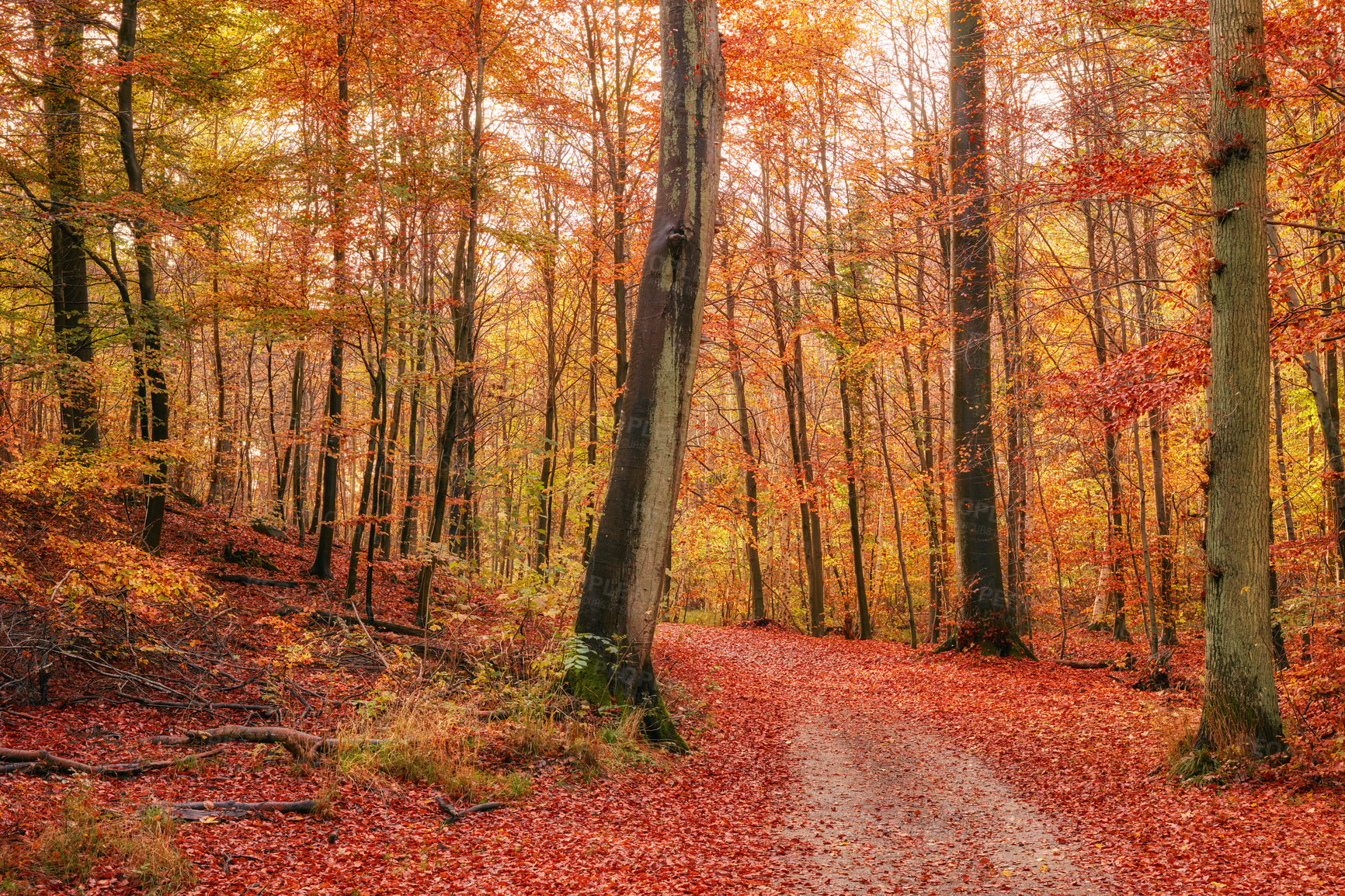 Buy stock photo The beautiful colors of autumn. Autumn forest.