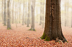 Fog in the forest - beautiful autumn