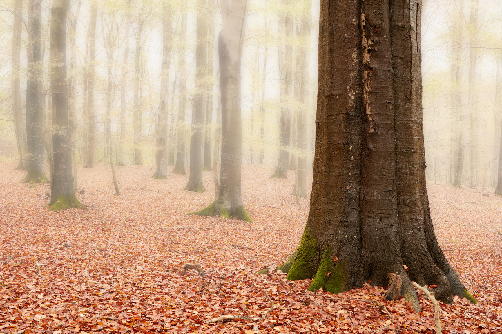 Buy stock photo Environment, leaves and trees of nature in autumn for conservation, ecology or sustainability. Background, green and wallpaper with orange forest in fall for eco friendly scenery, growth or season