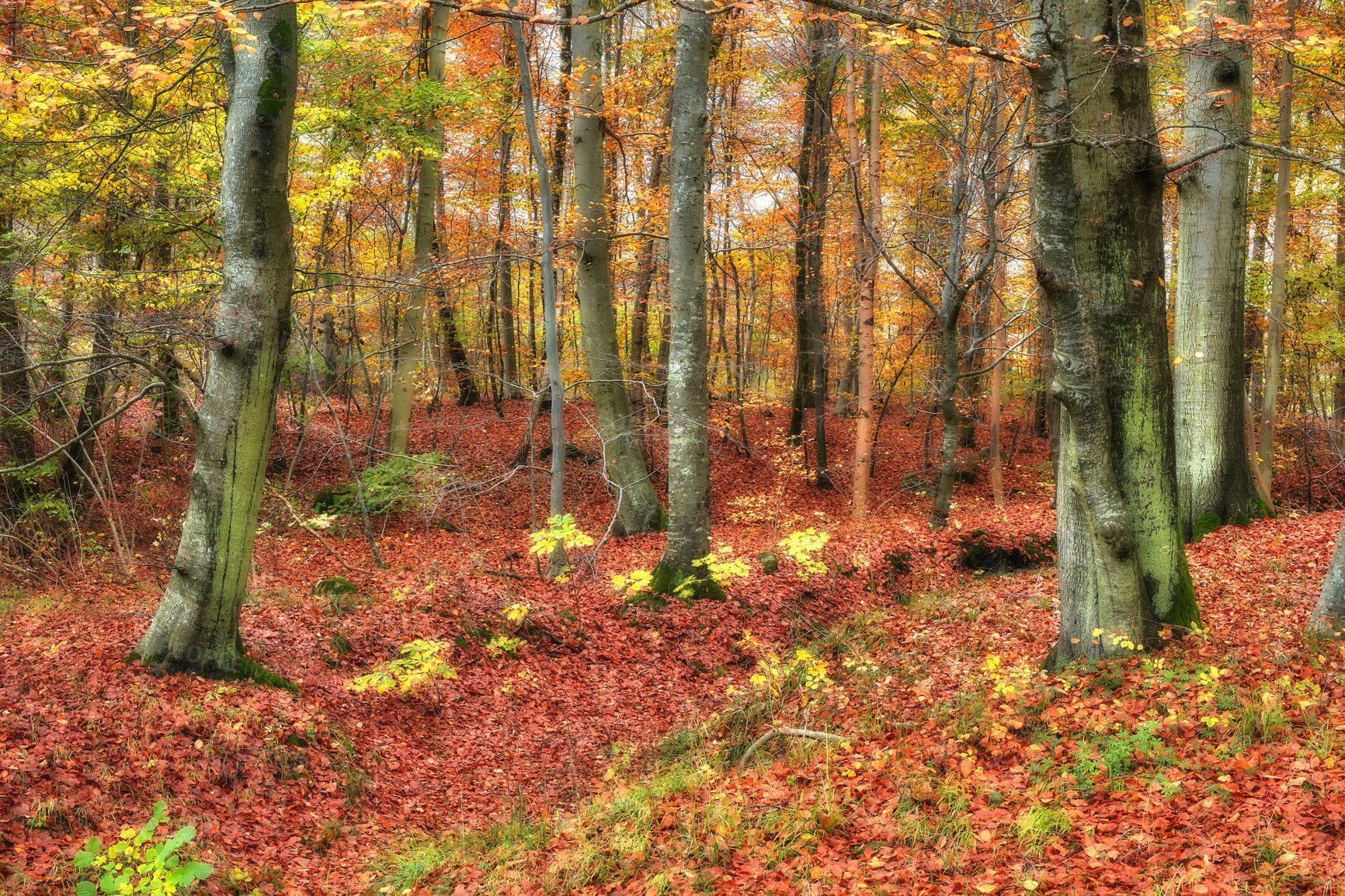 Buy stock photo Environment, ground and trees of forest in autumn for conservation, ecology or sustainability. Background, orange leaves and wallpaper with woods in fall for eco friendly scenery, growth or season