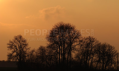 Buy stock photo Forest, shadow and trees in nature, peace and fresh air in morning, mockup space and orange sunshine. Outdoor, plants and scenery in woods, calm and environment for adventure, sky and journey