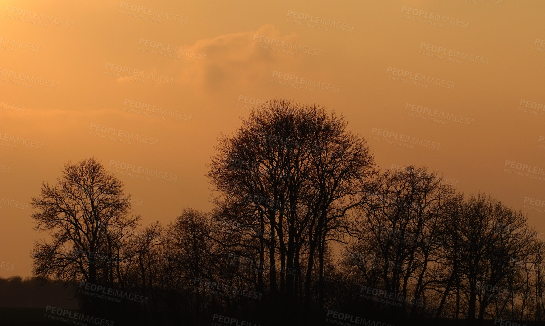 Buy stock photo Forest, shadow and trees in nature, peace and fresh air in morning, mockup space and orange sunshine. Outdoor, plants and scenery in woods, calm and environment for adventure, sky and journey