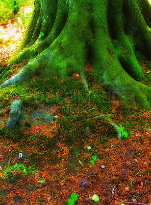 Buy stock photo The beautiful colors of autumn. Autumn forest.