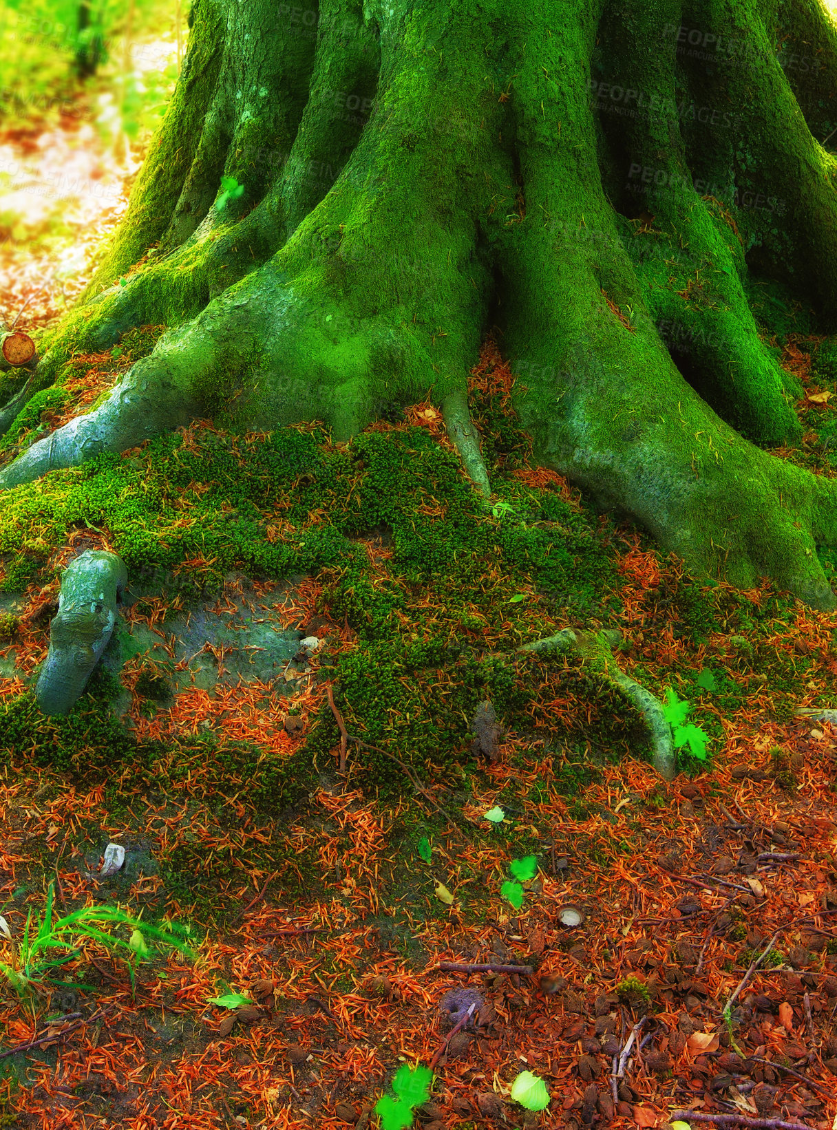 Buy stock photo The beautiful colors of autumn. Autumn forest.