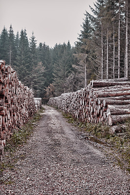 Buy stock photo Outdoor, nature and pathway of woods, logs and trees in autumn, travel and environment in countryside. Peace, rural and pile of wood, timber harvesting and sustainability in landscape and wild