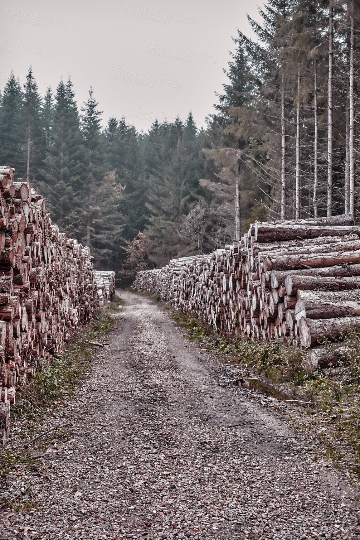 Buy stock photo Outdoor, nature and pathway of woods, logs and trees in autumn, travel and environment in countryside. Peace, rural and pile of wood, timber harvesting and sustainability in landscape and wild