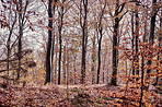 Fog in the forest - beautiful autumn