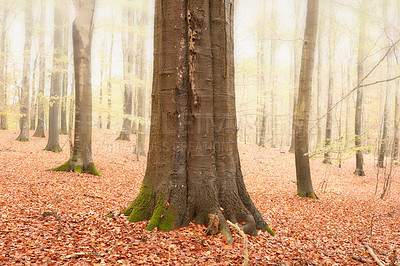 Buy stock photo Environment, trees and wallpaper of forest in autumn for conservation, ecology or sustainability. Background, green and leaves with orange woods in fall for eco friendly scenery, growth or season