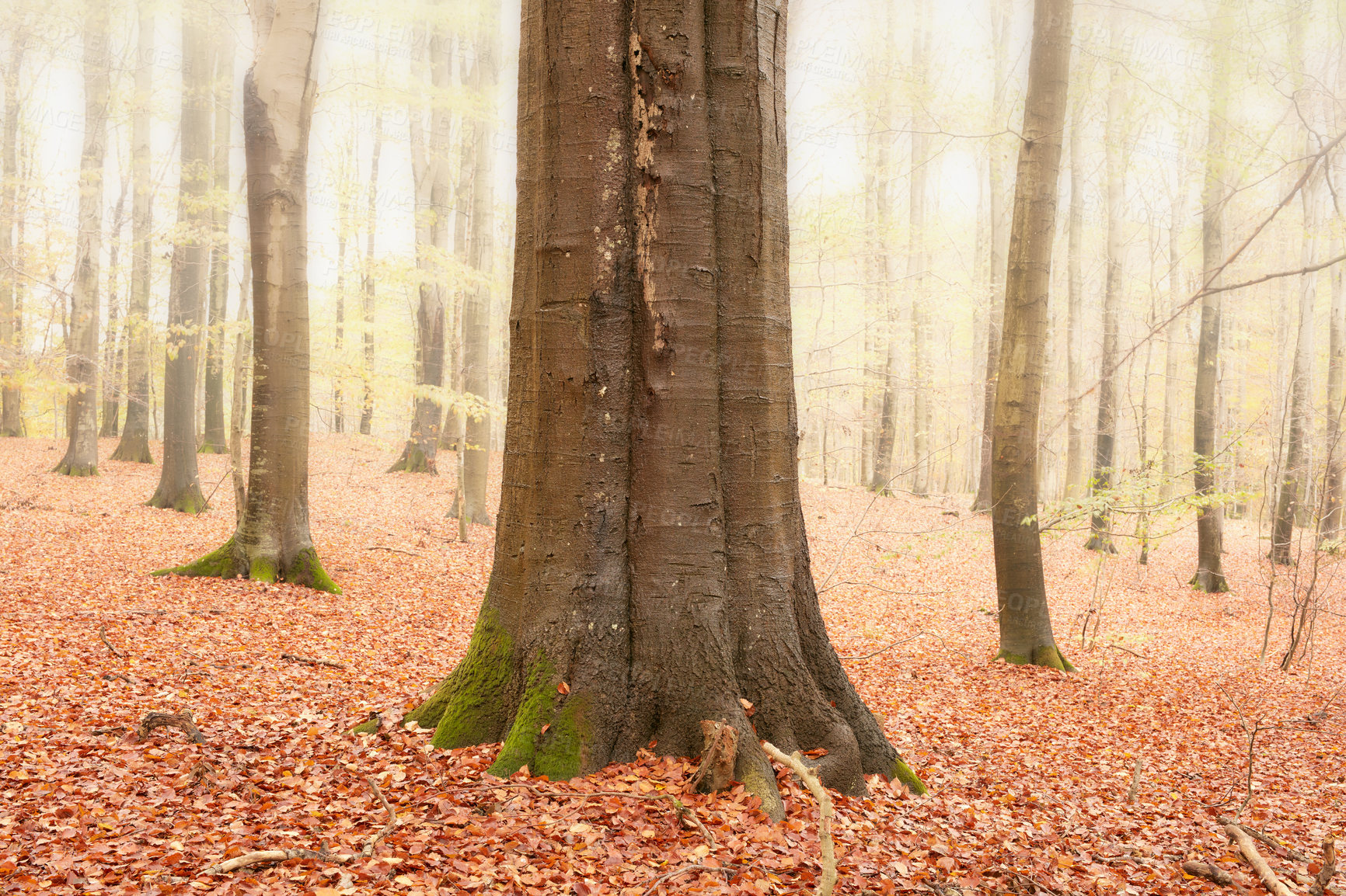 Buy stock photo Environment, trees and wallpaper of forest in autumn for conservation, ecology or sustainability. Background, green and leaves with orange woods in fall for eco friendly scenery, growth or season