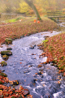 Buy stock photo Outdoor, forest and river in nature for sustainability, growth and environmental for preservation in Canada. Lake, park and woods or bush with grass for eco friendly, organic and ecology in autumn