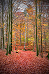 Dirt road in the forest - Beautiful autumn