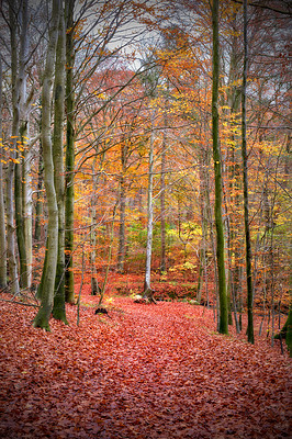 Buy stock photo The beautiful colors of autumn. Autumn forest.