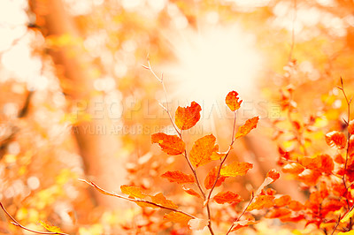 Buy stock photo Outdoor, autumn and nature of leaves, orange and peace in park, texture and season in environment. Forest, color and plants on ground, woods and travel in morning, adventure or eco friendly in Canada