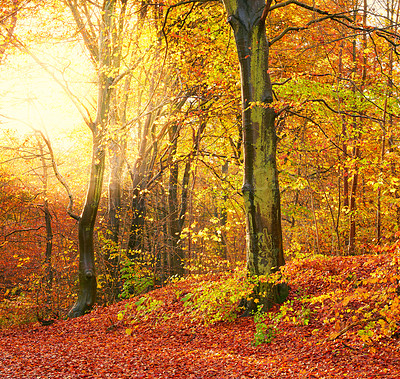 Buy stock photo Glow, leaves and trees of forest in autumn for conservation, ecology or sustainability. Background, nature and wallpaper with orange woods in fall for eco friendly scenery, green growth or season