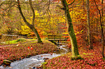 Small river in the forest - beautiful autumn