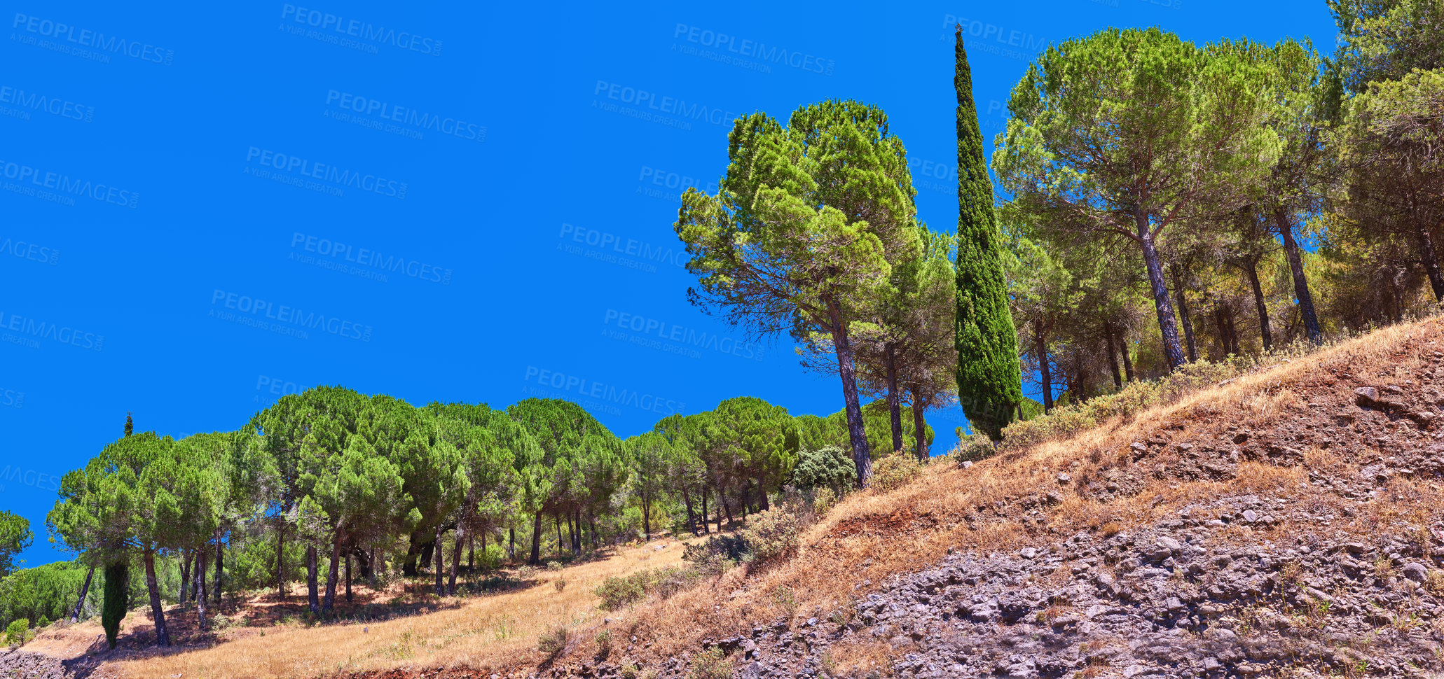 Buy stock photo Landscape, trees and blue sky with forest outdoor in nature for travel, vacation or holiday in Italy. Hill, woods or grass in countryside for sustainability, growth or climate change on mockup space