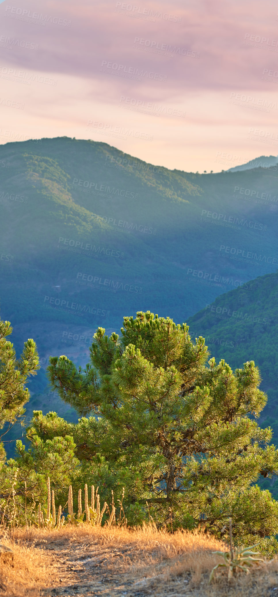 Buy stock photo Forest, trees and nature of location, outdoor and landscape of environment, mountain and view with peace. Hill, scenery and fresh air of woods, eco friendly and growth of plants, adventure and jungle