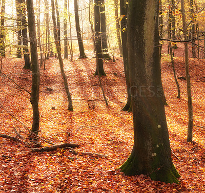 Buy stock photo Forest, autumn or trees with leaves in foliage for season, change or wilderness in nature. Empty, woods or branches with outdoor sunshine of natural scenery or eco friendly environment in countryside