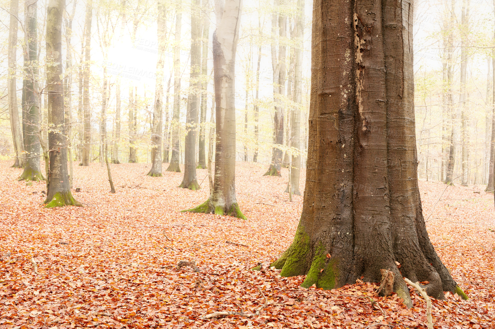 Buy stock photo The forest in the colors of autumn