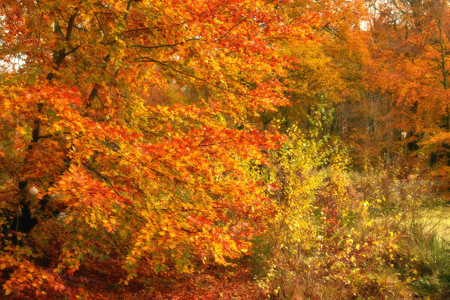 Buy stock photo Autumn, countryside and trees with orange leaves outdoor in natural environment for season or sustainability. Conservation, ecosystem and nature with forest in fall for growth, peace or tranquility