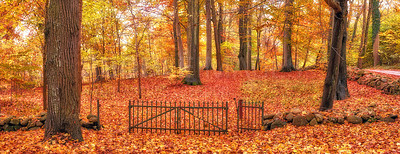 Buy stock photo The forest in the colors of autumn