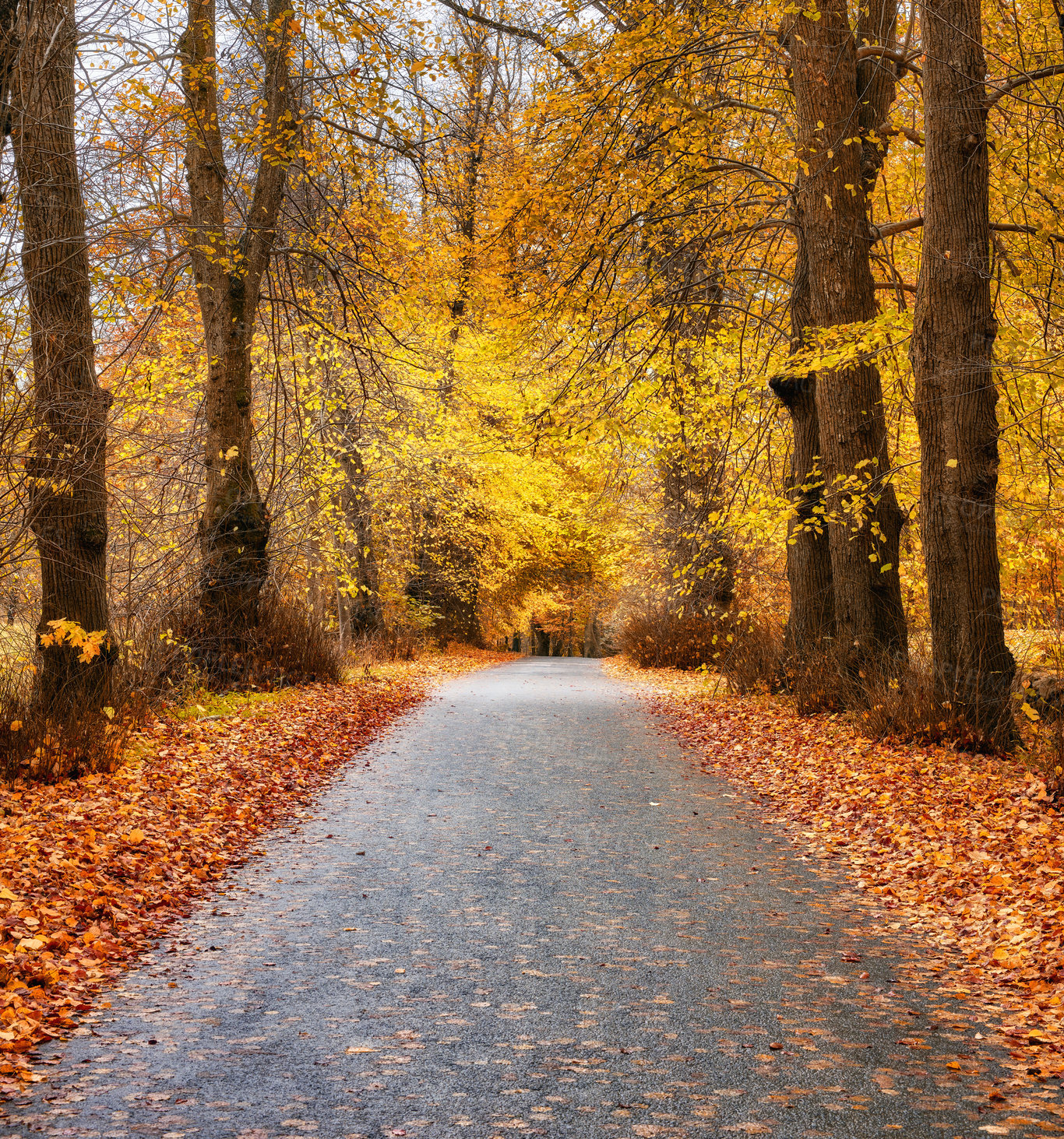 Buy stock photo Forest, autumn or trees with road path or leaves for season, change or natural foliage in countryside. Empty, woods or branches with outdoor street or ashphalt of eco friendly scenery or nature fall