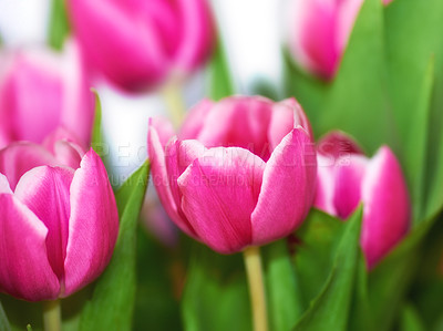 Buy stock photo Beautiful bunch of pink tulips against blurred background. Mothers day, Valentines Day or birthday celebration concept. Closeup of pastel coloured flowers with bright green leaves