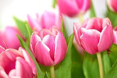 Buy stock photo Beautiful bunch of tulips isolated against a white background. A bouquet of flowers inside a room. Botanical pink spring plants flora blooming and blossoming. Colorful and vibrant lilies indoors.