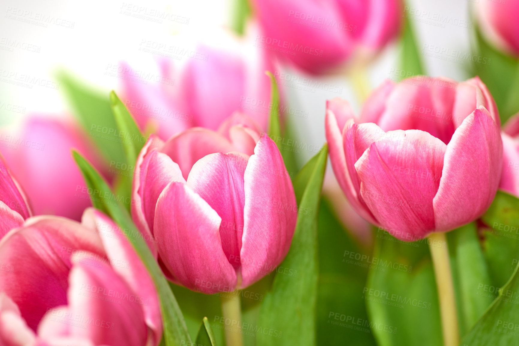 Buy stock photo Beautiful bunch of tulips isolated against a white background. A bouquet of flowers inside a room. Botanical pink spring plants flora blooming and blossoming. Colorful and vibrant lilies indoors.