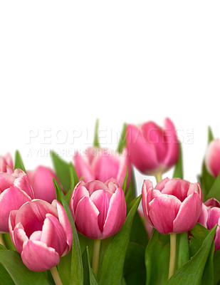 Buy stock photo Closeup of beautiful bunch of pink tulips isolated against white background with copyspace. Macro view of vibrant colorful pastel flowers, plants with green leaves. Mothers day, valentines, birthday