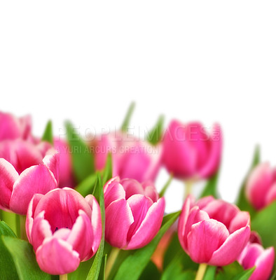 Buy stock photo A bunch of tulips with copy space above. To view a beautiful bouquet of flowers as a valentines gift. Mothers day or birthday celebration concept. Vibrant pink spring plants blooming and blossoming.