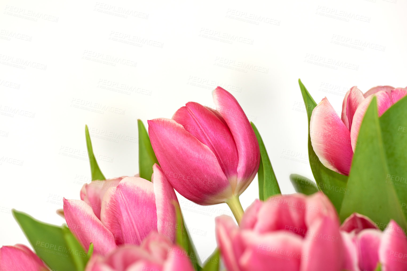 Buy stock photo Closeup of a bunch of tulips isolated on white background. Bouquet of floral scented bright pink flowers with green leaves. Colorful vibrant flower plants for Mothers day, valentines or birthday gift