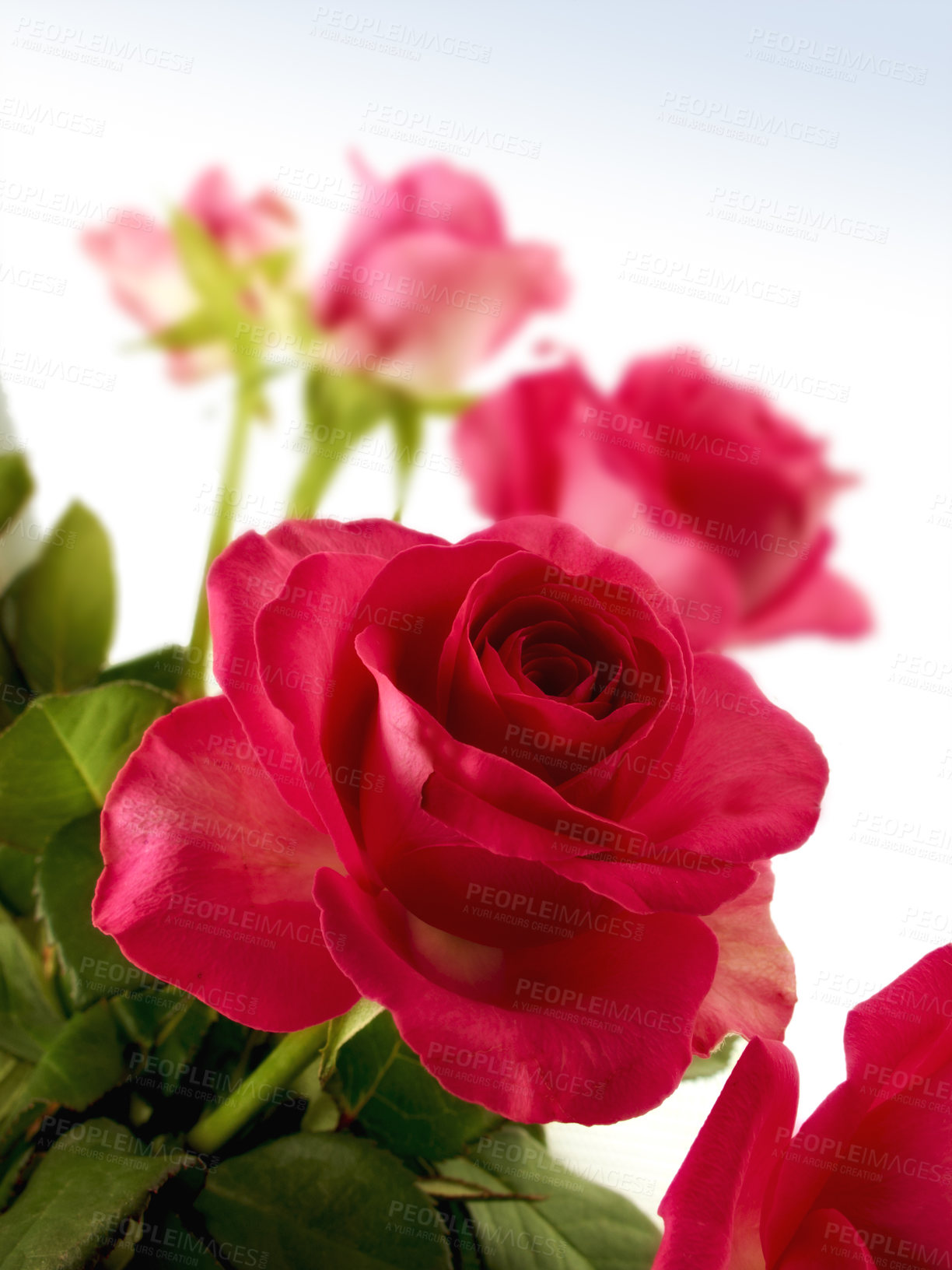 Buy stock photo Studio shot of a roses