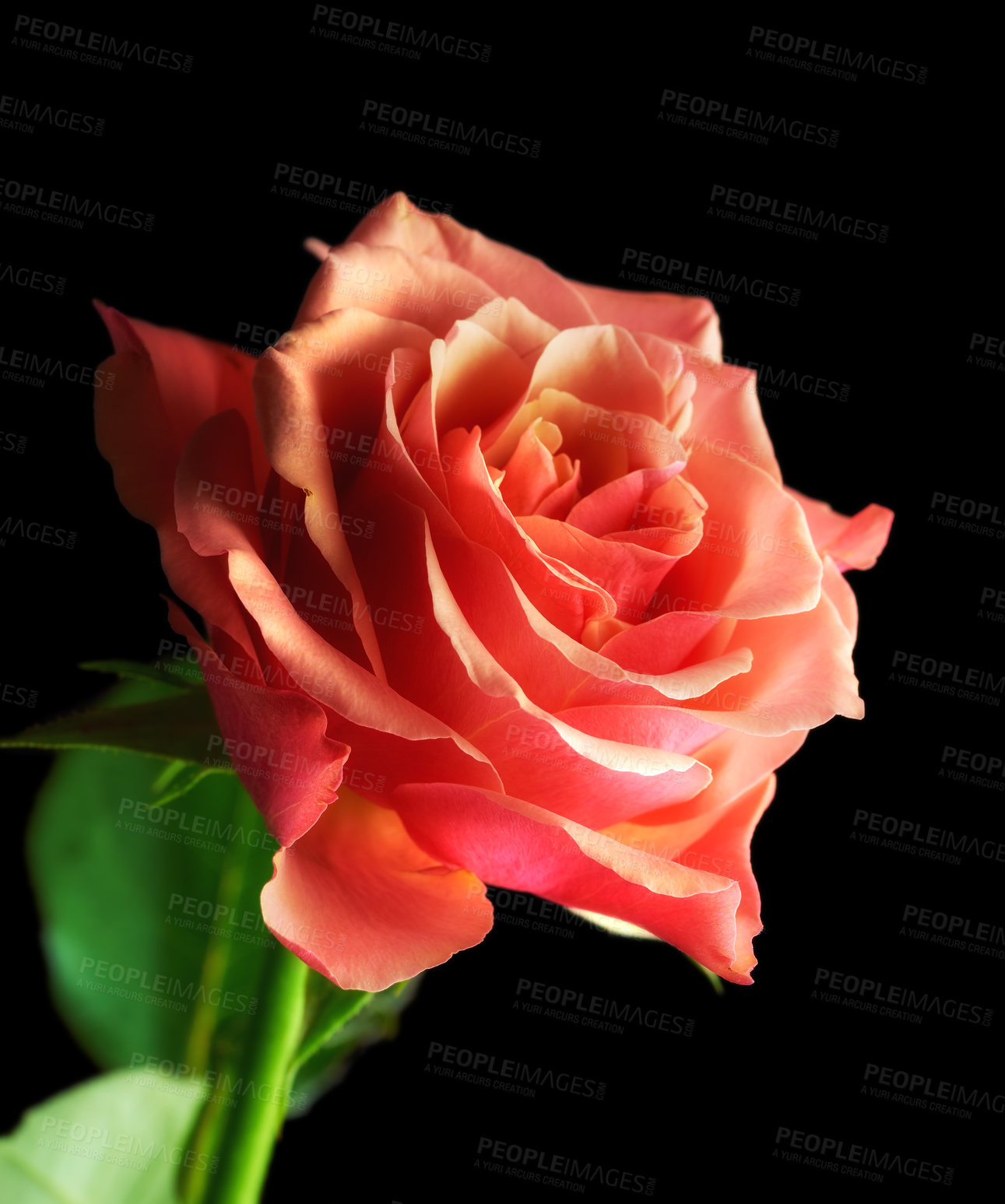 Buy stock photo Studio shot of a roses