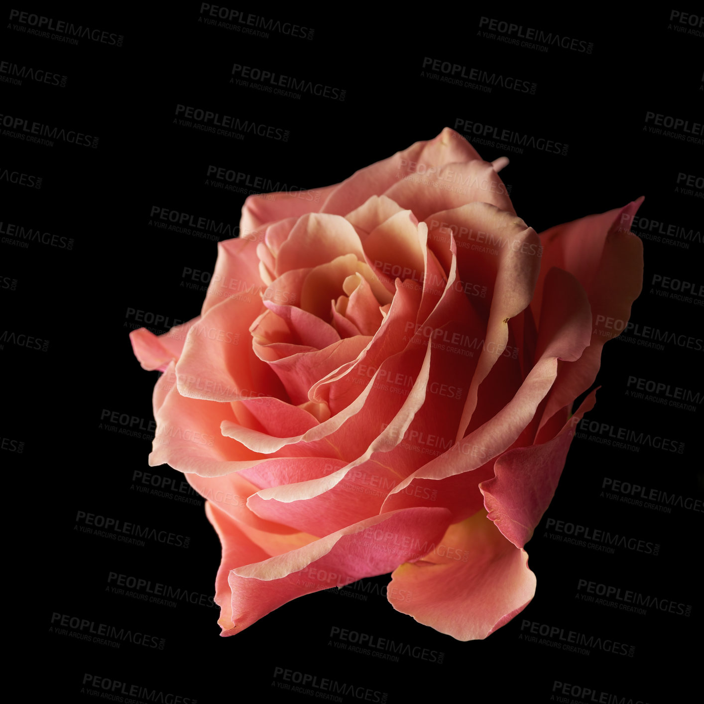 Buy stock photo Studio shot of a roses